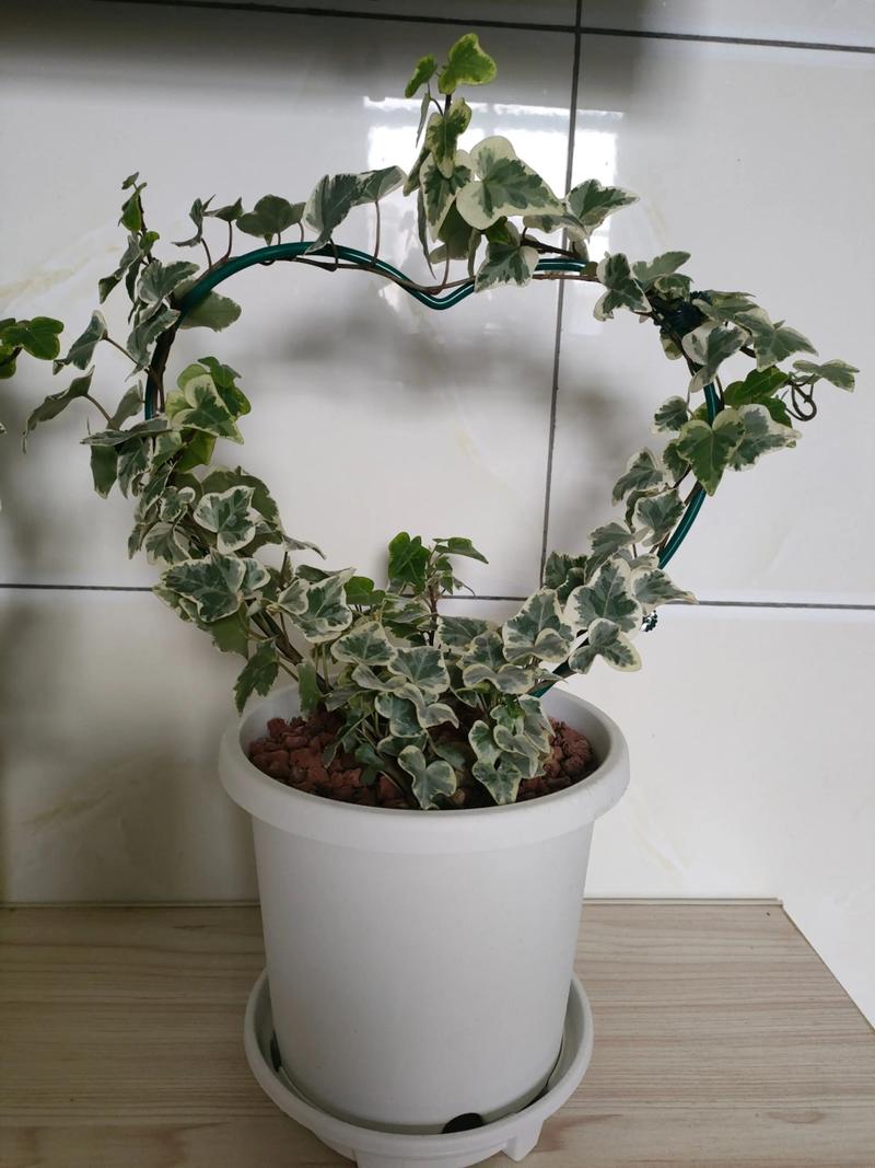水培常春藤怎么扦掐易成活？-第3张图片-吾爱花网