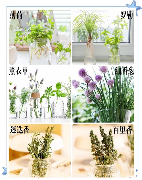 水培常春藤怎么扦掐易成活？-第2张图片-吾爱花网