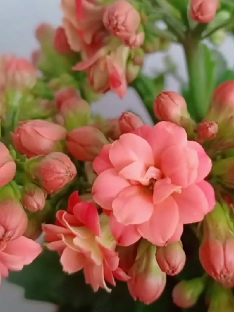 盆栽骨粉怎么用？施肥技巧有哪些？-第2张图片-吾爱花网