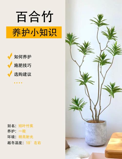 盆栽竹价值作用有哪些-第1张图片-吾爱花网