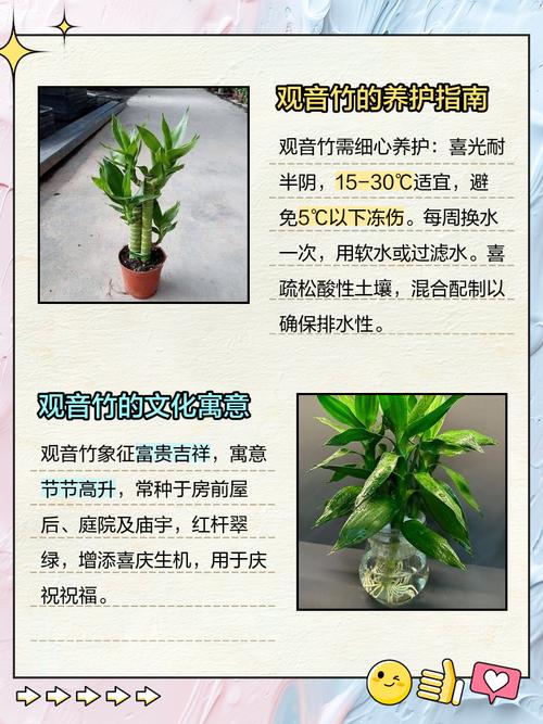 盆栽竹价值作用有哪些-第2张图片-吾爱花网