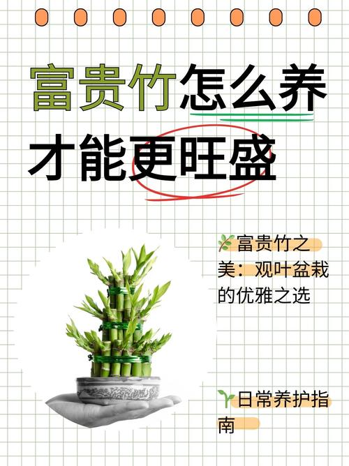 盆栽竹价值作用有哪些-第3张图片-吾爱花网