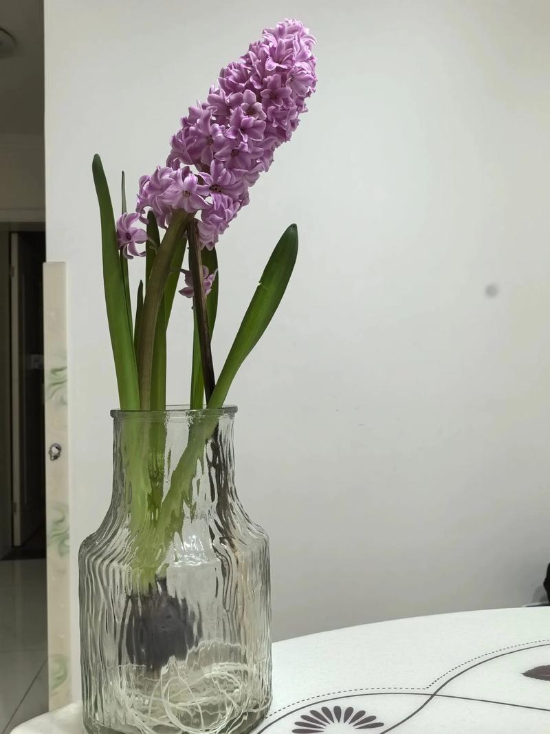 风信子水培根不挨水能活吗？-第3张图片-吾爱花网