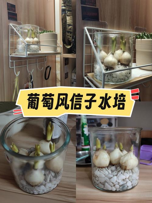 风信子水培根不挨水能活吗？-第2张图片-吾爱花网