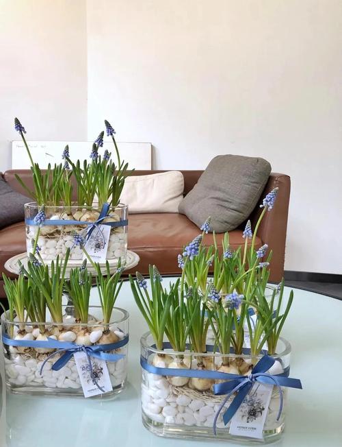 风信子水培根不挨水能活吗？-第1张图片-吾爱花网