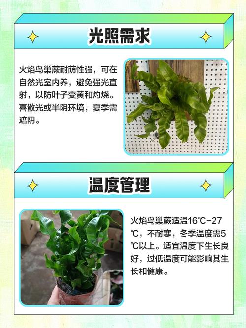 鸟巢蕨水培怎么养才好？-第1张图片-吾爱花网