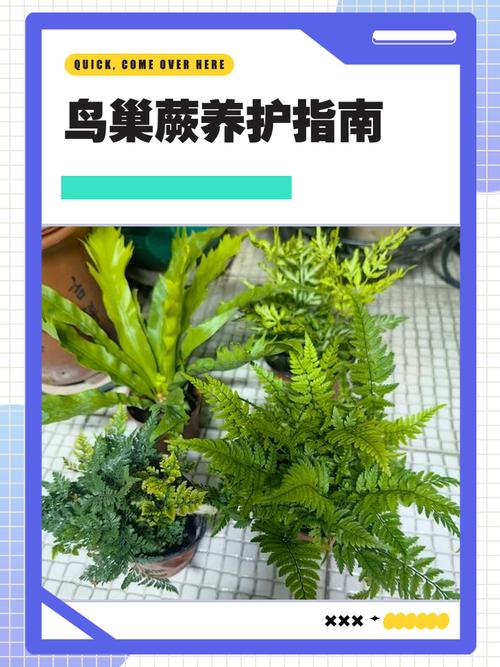 鸟巢蕨水培怎么养才好？-第2张图片-吾爱花网
