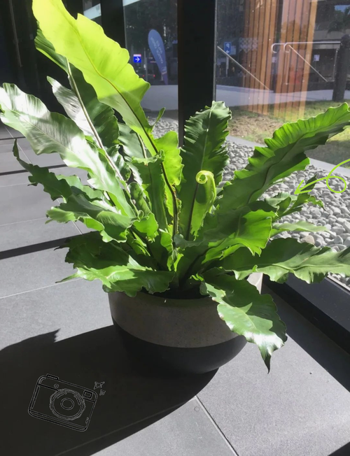 鸟巢蕨水培怎么养才好？-第3张图片-吾爱花网