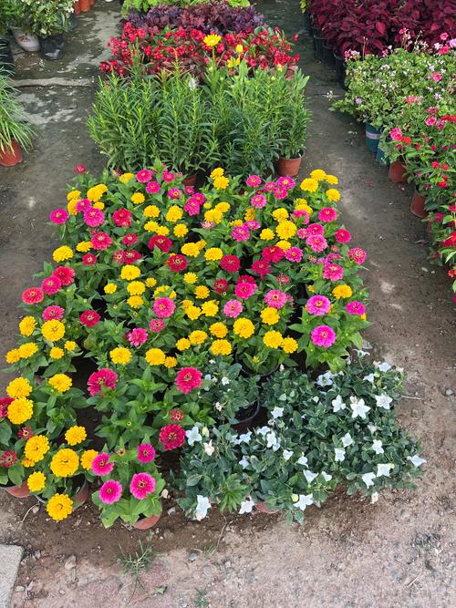 成都盆栽苗木基地批发-第1张图片-吾爱花网 成都盆栽苗木基地批发-第1张图片-吾爱花网