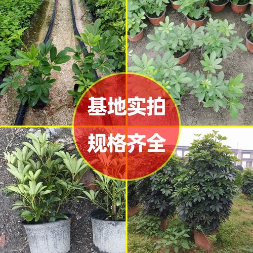 成都盆栽苗木基地批发-第2张图片-吾爱花网 成都盆栽苗木基地批发-第2张图片-吾爱花网