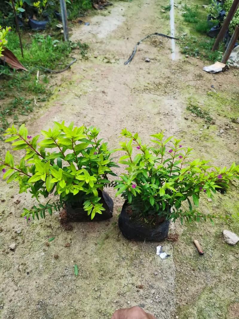 成都盆栽苗木基地批发-第3张图片-吾爱花网 成都盆栽苗木基地批发-第3张图片-吾爱花网