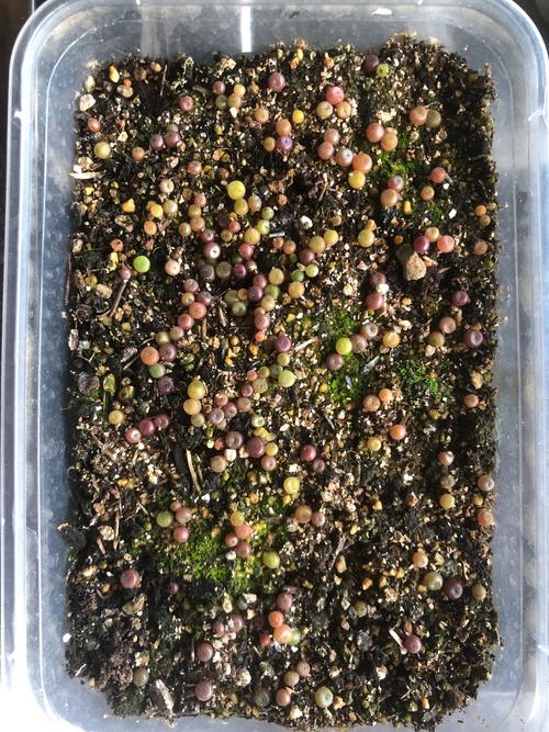 多肉种子播种后冻了还能活吗？-第1张图片-吾爱花网