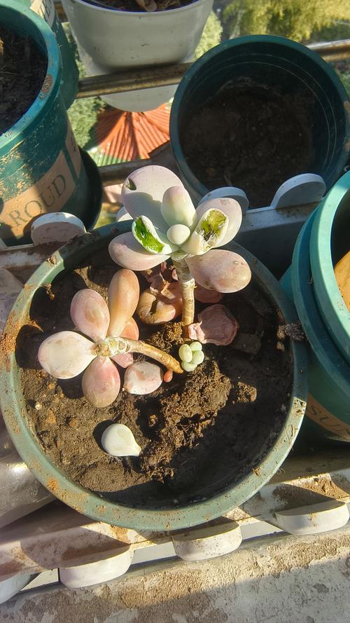 多肉种子播种后冻了还能活吗？-第2张图片-吾爱花网