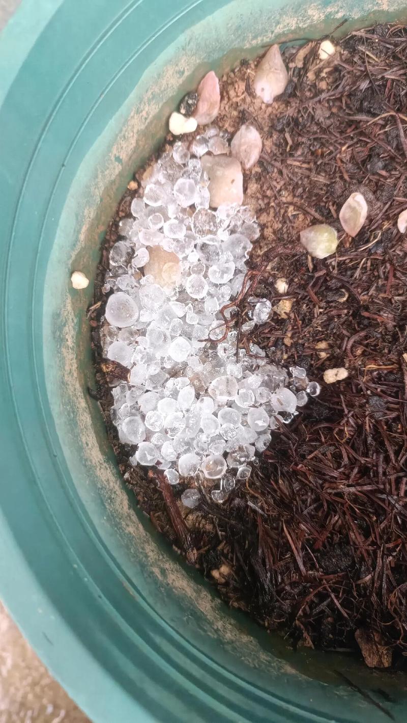 多肉种子播种后冻了还能活吗？-第3张图片-吾爱花网