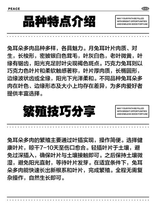 兔耳朵多肉品种究竟有多少种?-第1张图片-吾爱花网 兔耳朵多肉品种究竟有多少种?-第1张图片-吾爱花网