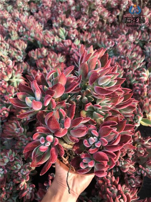 兔耳朵多肉品种究竟有多少种？-第2张图片-吾爱花网