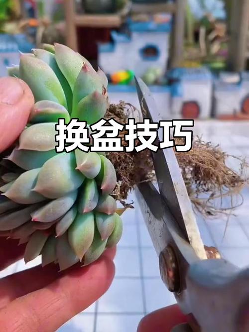 多肉植物烂根怎么补救-第2张图片-吾爱花网