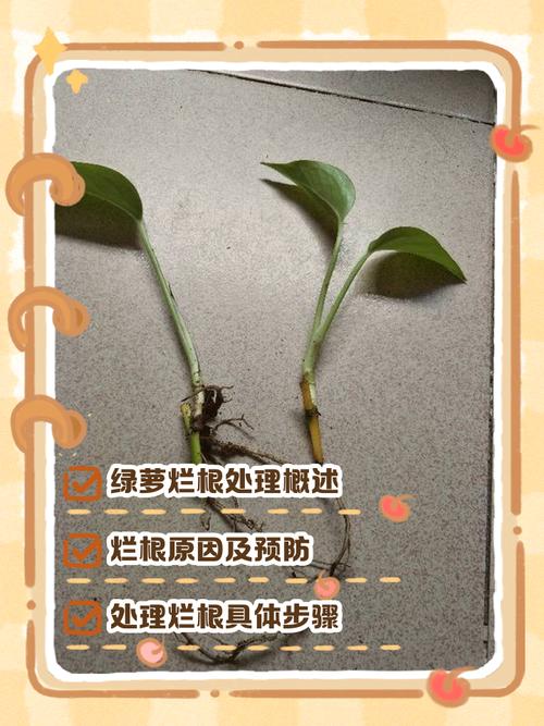 多肉植物烂根怎么补救-第3张图片-吾爱花网