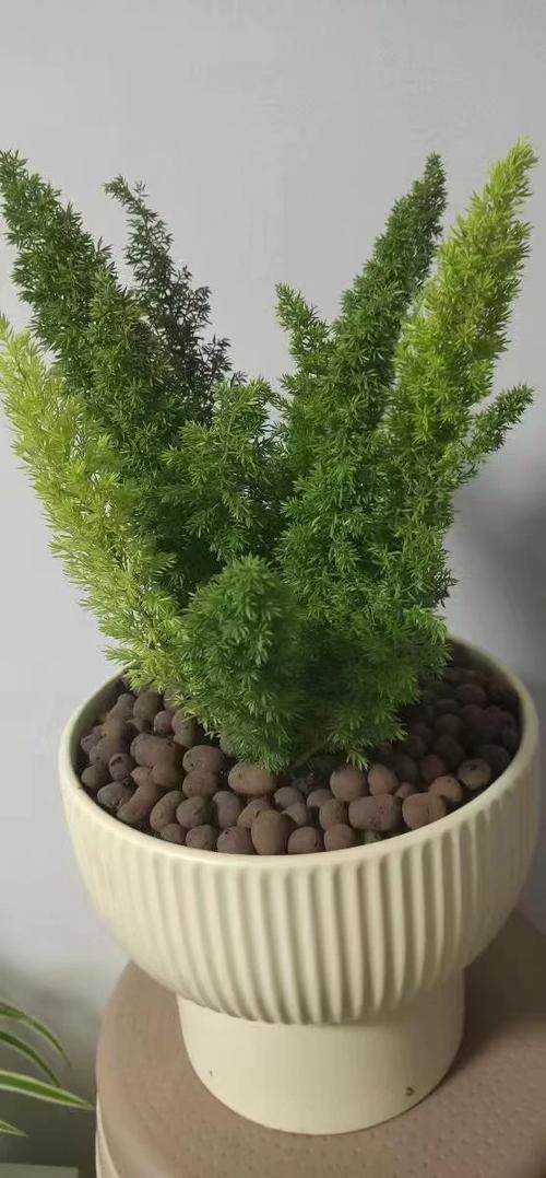 冬天适合养哪些植物盆栽？-第2张图片-吾爱花网