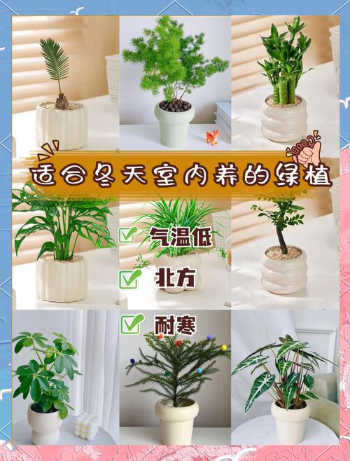 冬天适合养哪些植物盆栽？-第1张图片-吾爱花网