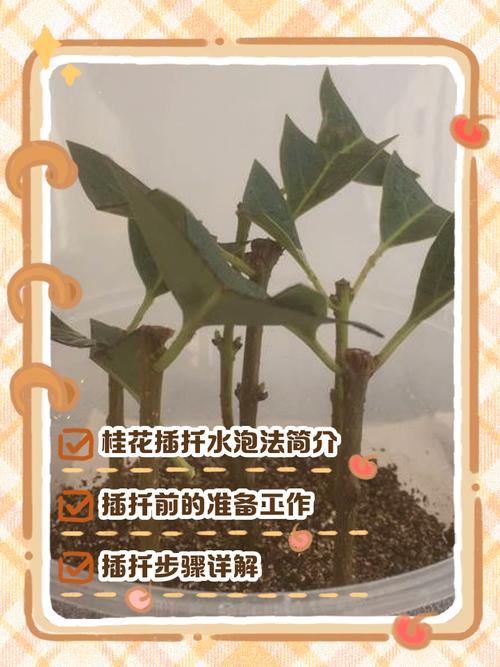 盆栽桂花小苗用什么土好？-第2张图片-吾爱花网