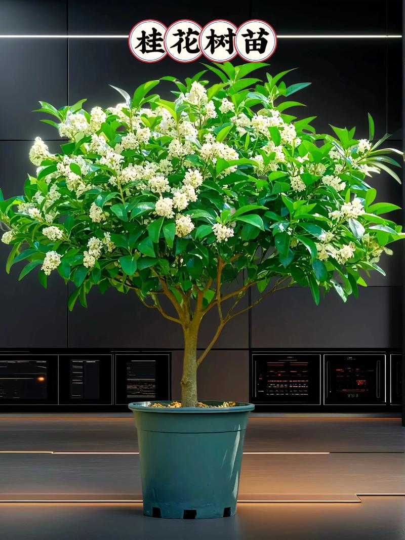 盆栽桂花小苗用什么土好？-第3张图片-吾爱花网