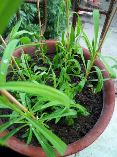 盆栽康乃馨叶子蔫了怎么办？-第3张图片-吾爱花网