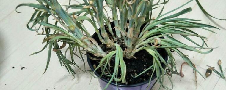 盆栽康乃馨叶子蔫了怎么办？-第2张图片-吾爱花网