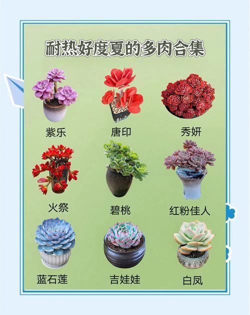 多肉植物名字大全有哪些？-第2张图片-吾爱花网