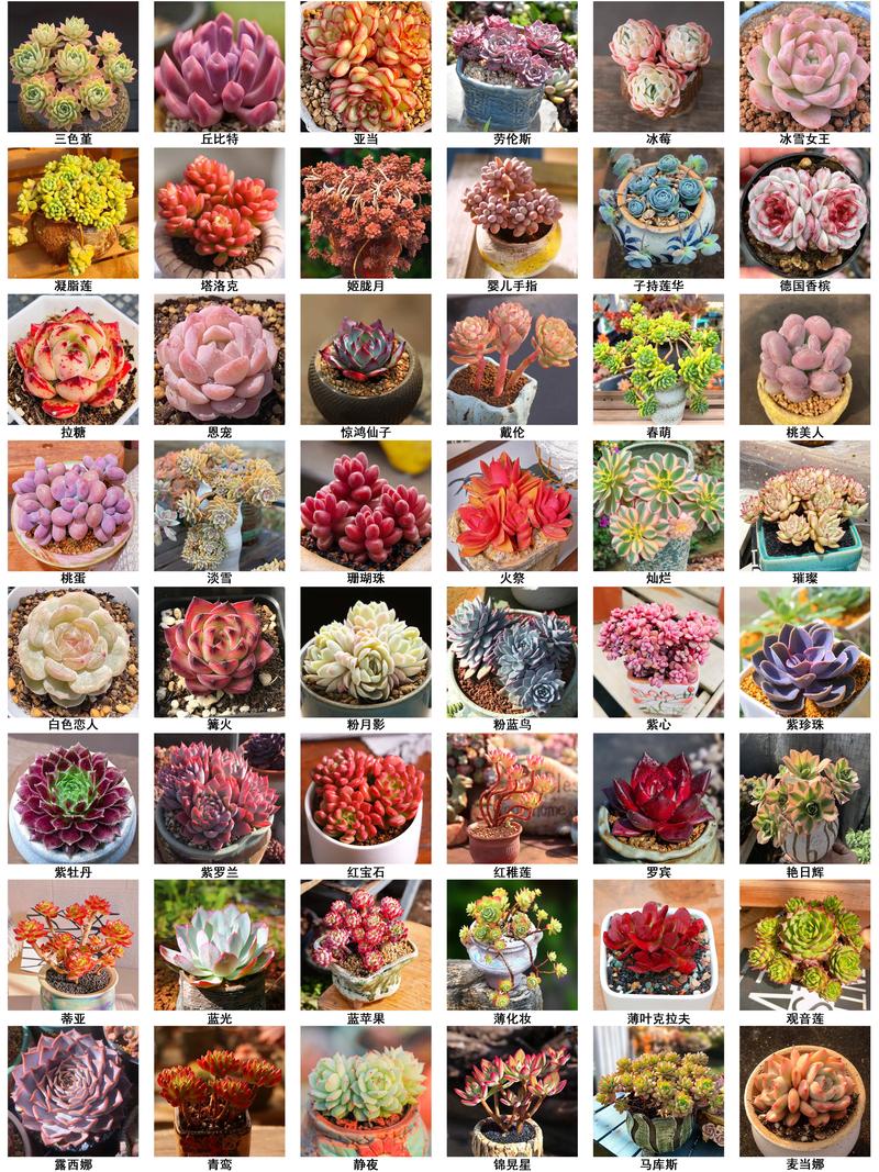 多肉植物名字大全有哪些？-第1张图片-吾爱花网
