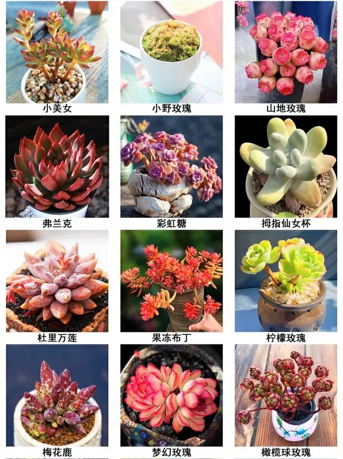 多肉植物名字大全有哪些？-第3张图片-吾爱花网
