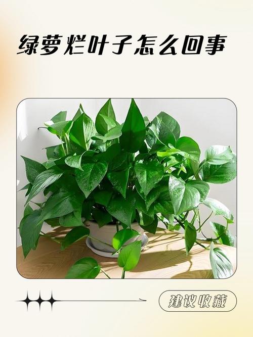 水培绿萝烂根什么原因-第1张图片-吾爱花网