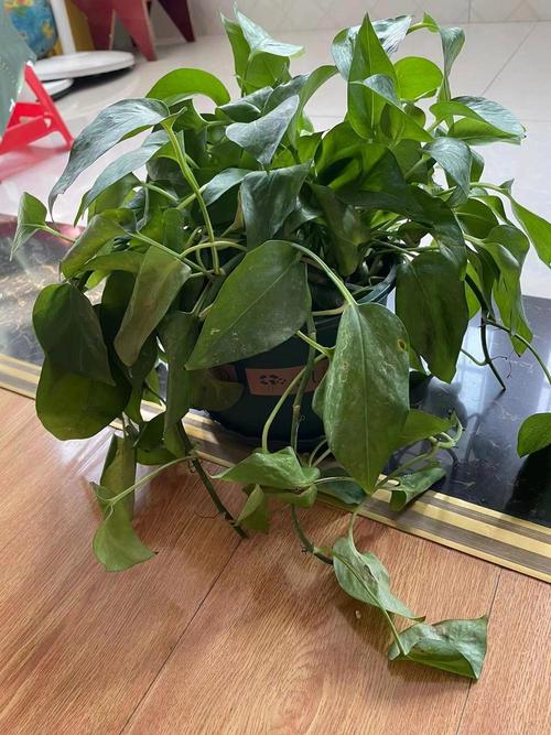 水培绿萝烂根什么原因-第2张图片-吾爱花网