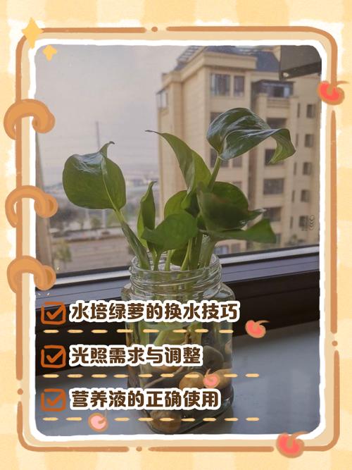 水培绿萝烂根什么原因-第3张图片-吾爱花网