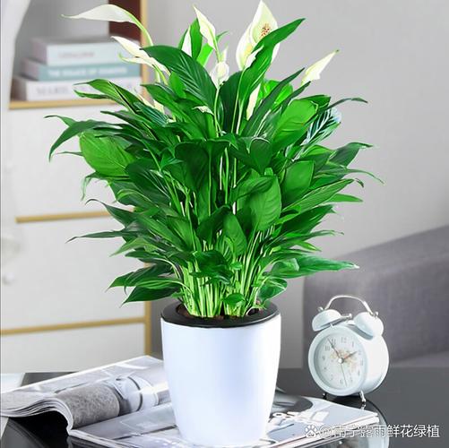 南宁适合种哪些盆栽花？-第3张图片-吾爱花网