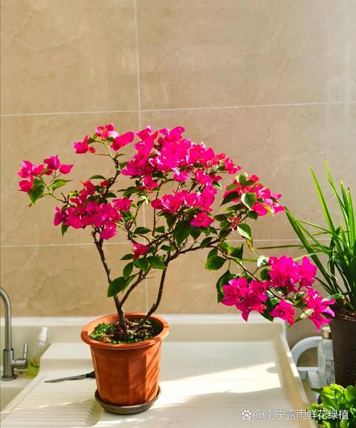 南宁适合种哪些盆栽花？-第1张图片-吾爱花网