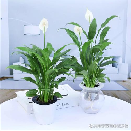 南宁适合种哪些盆栽花？-第2张图片-吾爱花网