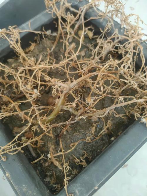 盆栽根部腐烂出水怎么办？-第2张图片-吾爱花网