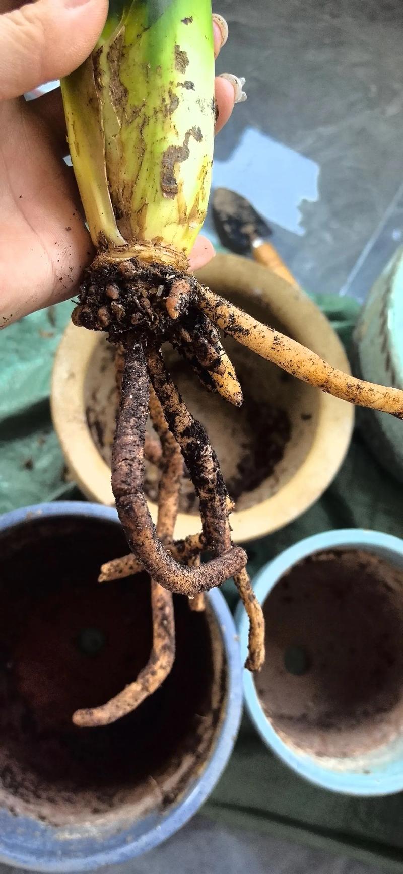 盆栽根部腐烂出水怎么办？-第1张图片-吾爱花网