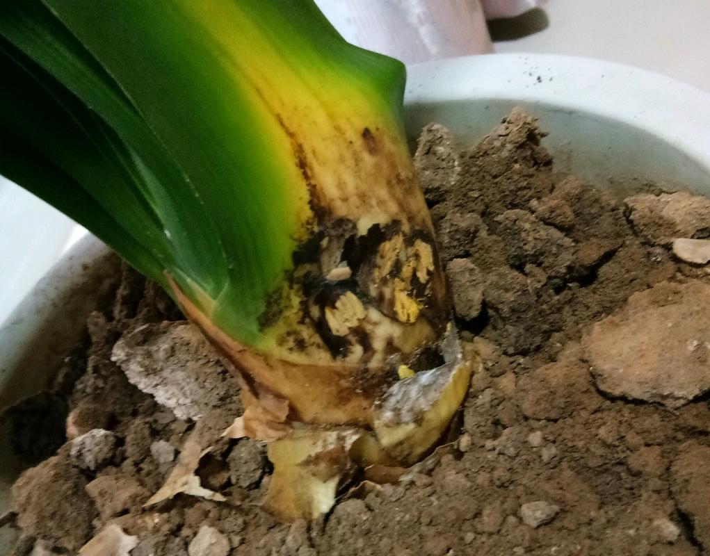 盆栽根部腐烂出水怎么办？-第3张图片-吾爱花网