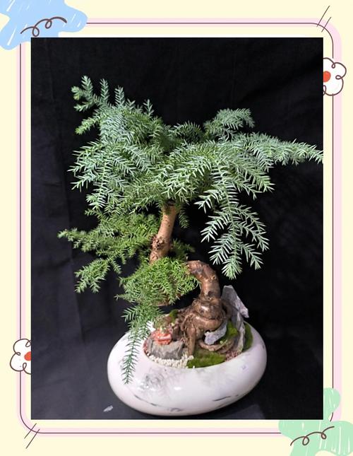 澳洲杉盆栽有何吉祥寓意？-第1张图片-吾爱花网