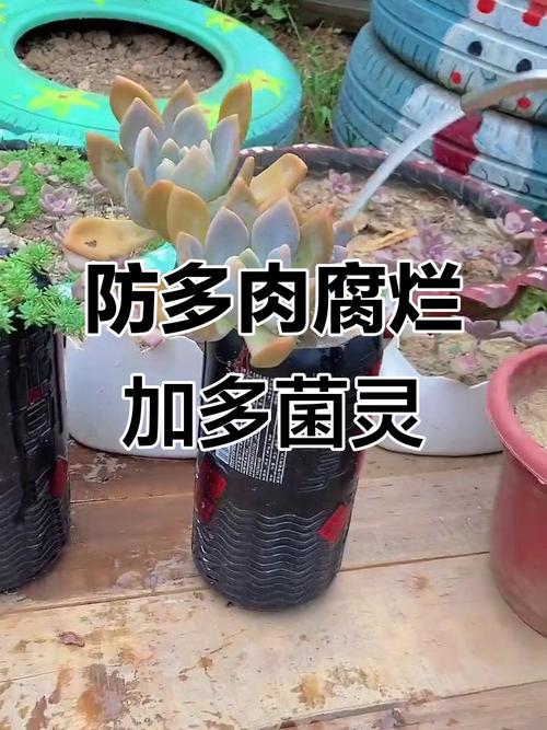 多肉有根能直接泡多菌灵吗?-第1张图片-吾爱花网 多肉有根能直接泡多菌灵吗?-第1张图片-吾爱花网