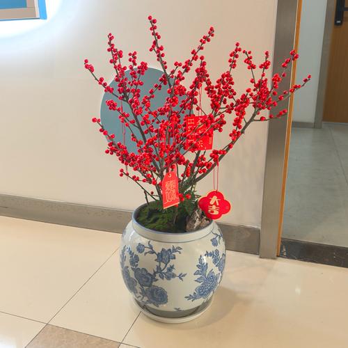 冬天盆栽鲜花类有哪些-第1张图片-吾爱花网