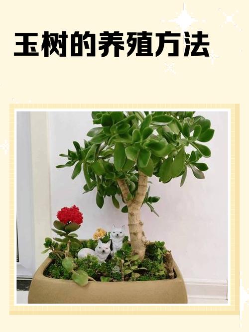 盆栽玉树对人体有害吗？-第1张图片-吾爱花网