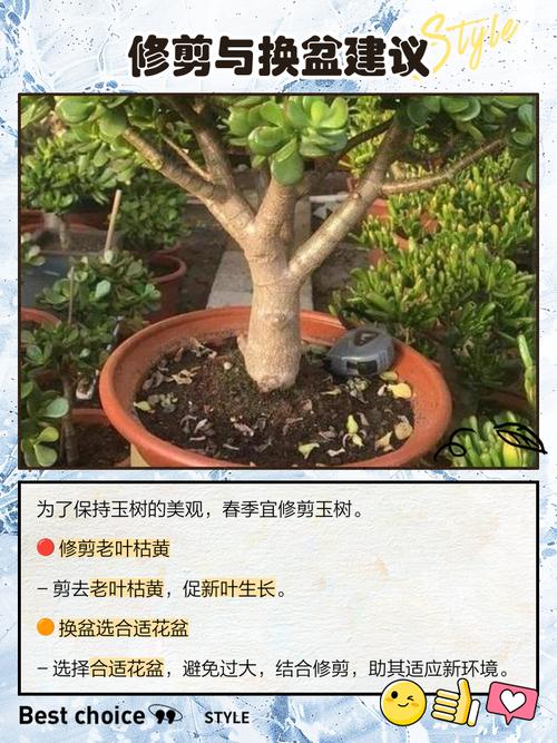 盆栽玉树对人体有害吗？-第2张图片-吾爱花网