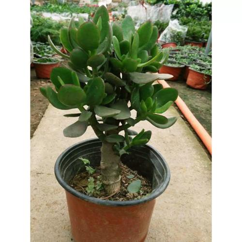 盆栽玉树对人体有害吗？-第3张图片-吾爱花网