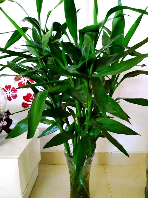 绿色的盆栽栽什么好看-第1张图片-吾爱花网