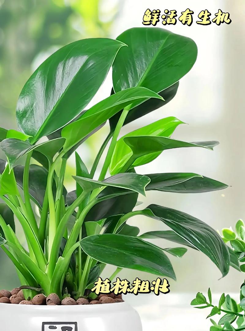 绿色的盆栽栽什么好看-第3张图片-吾爱花网