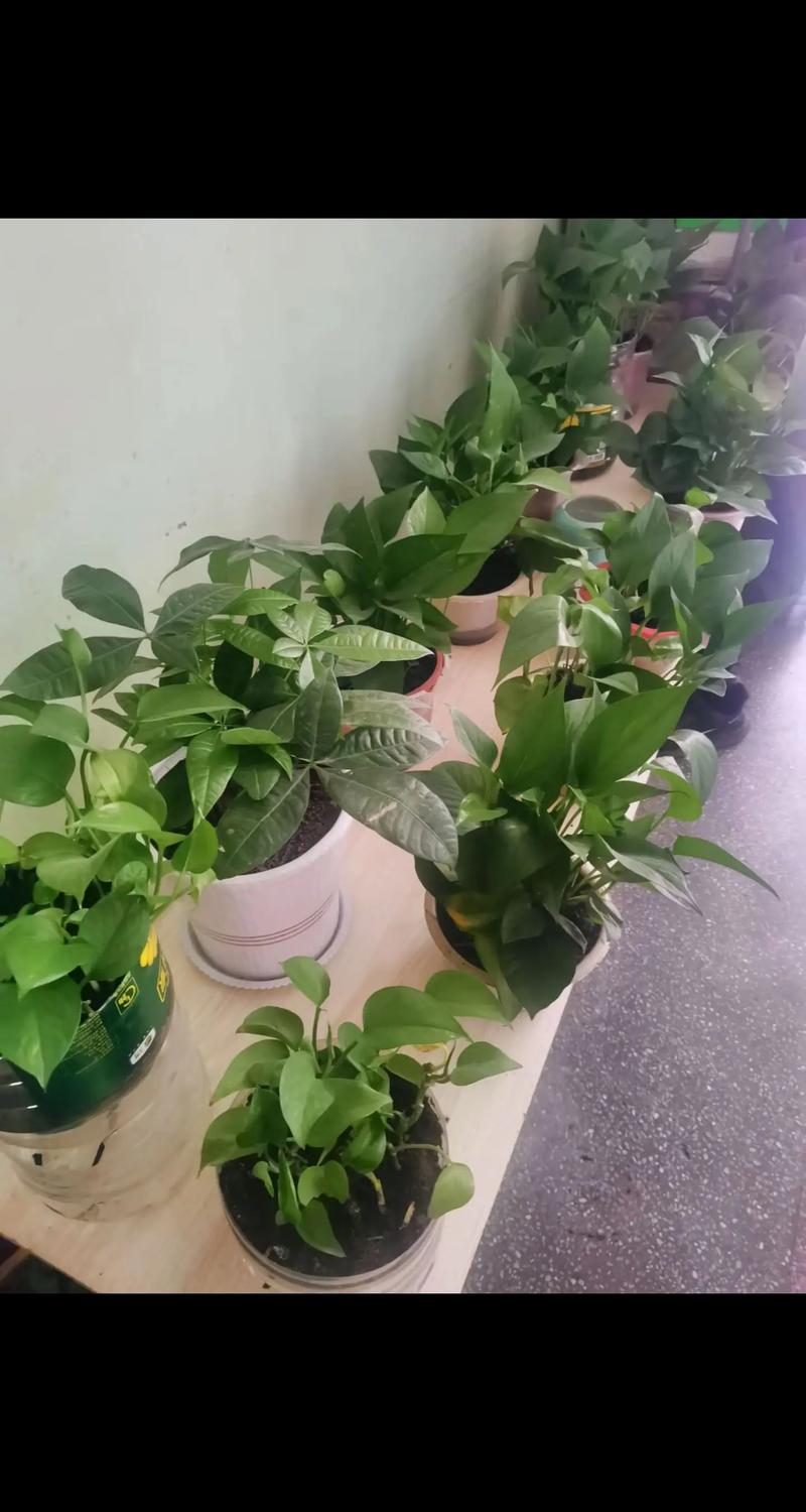 绿色的盆栽栽什么好看-第2张图片-吾爱花网