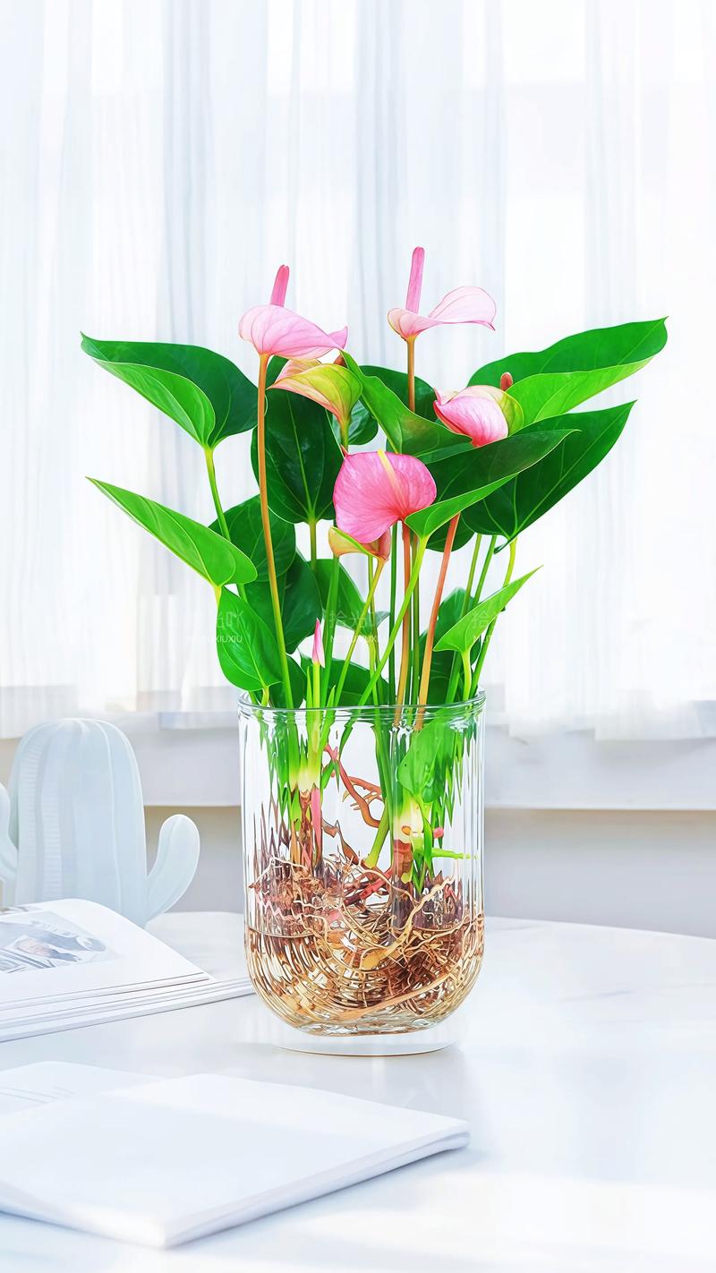 红掌的小牙可以水培吗-第2张图片-吾爱花网 红掌的小牙可以水培吗-第2张图片-吾爱花网